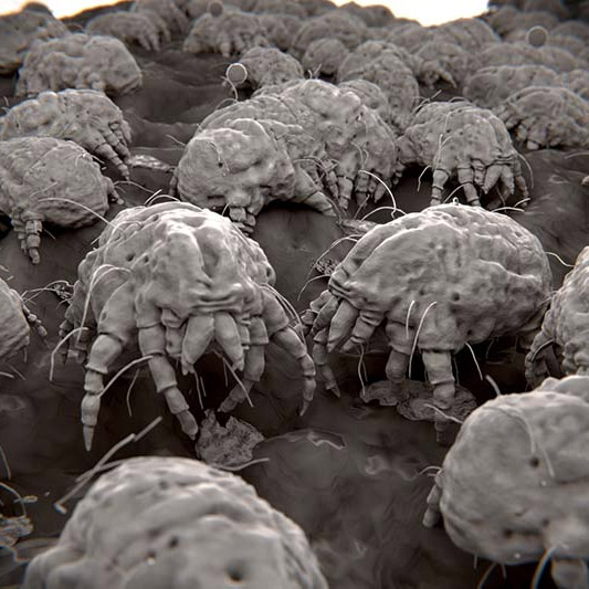 dust-mites-video.jpg